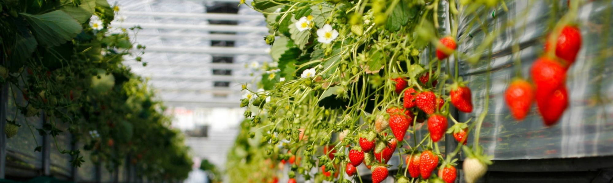 Luscious strawberries thriving in a greenhouse at a Yorkshire-based farm.